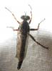 Tolmerus cingulatus